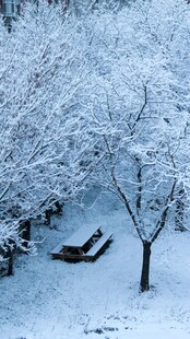 雪覆树林中的休闲躺椅
