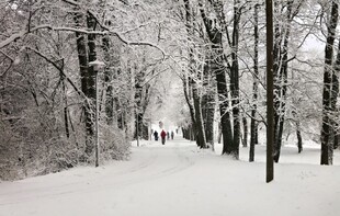 雪后林间小道美景