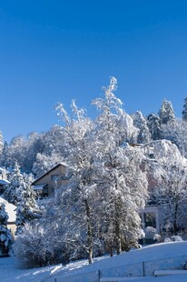 冬日雪覆山林美景