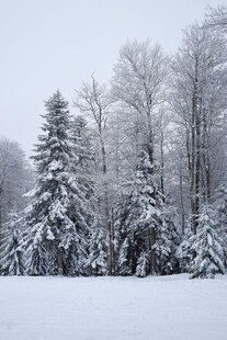 冬日雪景中的静谧雪覆树林
