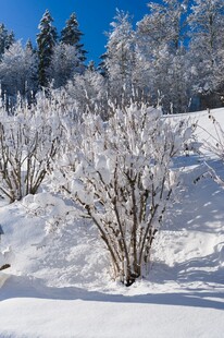冬日雪景中的覆雪灌木