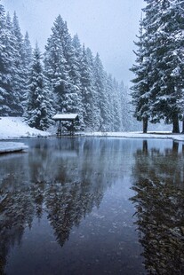 冬日雪林湖畔静谧美景