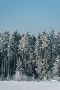 冬日雪覆松林美景