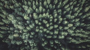 密集绿植景观