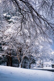 雪覆树枝的冬日静谧景象