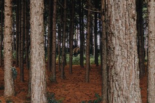 茂密松树林间的自然景致
