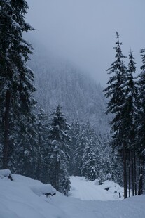 雪覆山林的静谧冬日景象