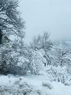 冬日雪景中的银白树林