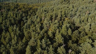 俯瞰茂密森林景观