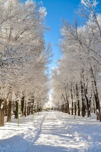冬日雪林美景