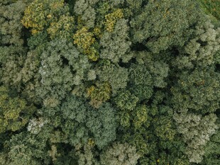 俯瞰茂密森林树冠层