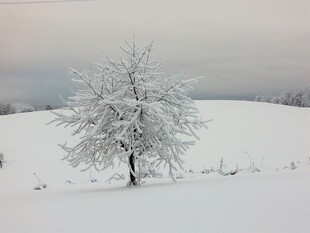 雪野孤树