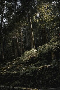 静谧森林中的自然景致
