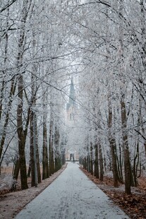冬日雪覆林间小路