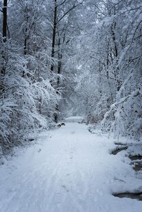 冬日雪覆林间小道