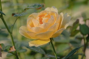 金黄绽放的娇艳月季花