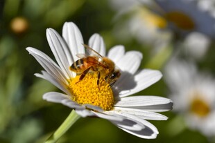 蜜蜂采蜜于白色雏菊上