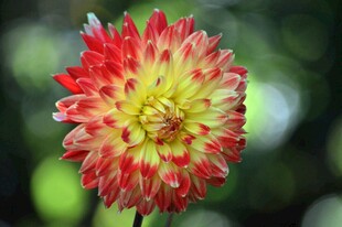艳丽多彩大丽花特写