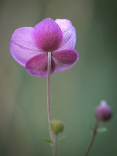 紫色娇美花朵特写