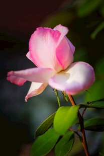 娇艳粉色月季花特写