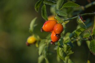 枝头橙黄果实