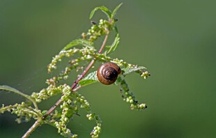 枝头瓢虫