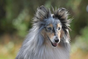 长毛牧羊犬特写