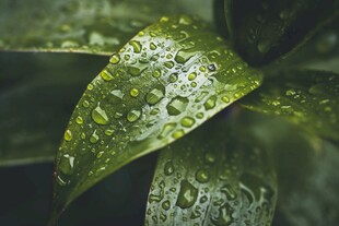 带水珠的翠绿叶片