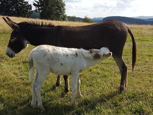 驴与幼崽在草地温馨画面