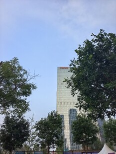 城市中的绿树与白色建筑