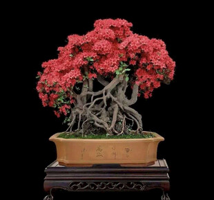 盆景