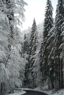 雪覆森林中的蜿蜒道路