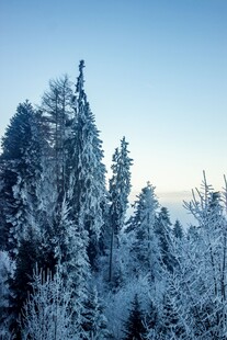 冬日雪覆森林美景