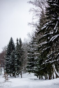 冬日雪景中的静谧松树林