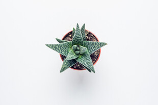 小巧芦荟盆栽
