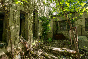 废弃建筑被绿植缠绕景象