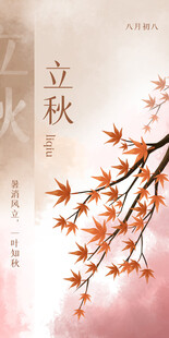 立秋时节枫叶枝头绽放