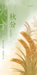 秋分时节的金黄麦穗