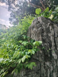 岩石上的繁茂绿植
