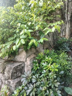 石墙上的翠绿植物景观