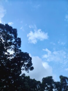 蓝天绿树间的清新景致