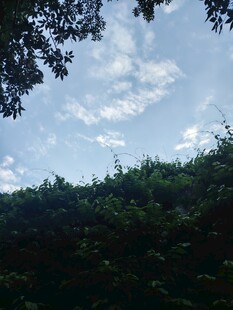 林间上空的蓝天白云