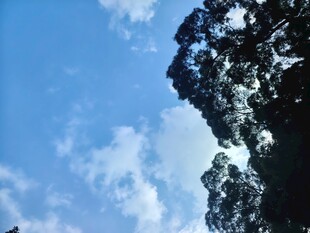 蓝天绿树间的清新景致