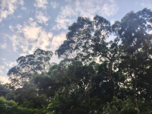 黄昏下的葱郁树林
