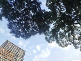 繁茂树冠