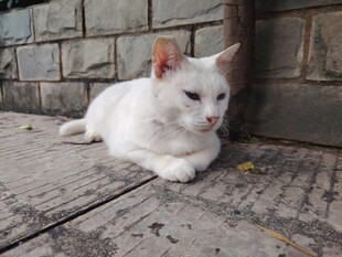白色猫咪慵懒趴地