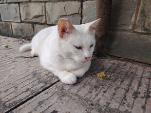 白色猫咪趴于地面