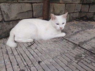 白色猫咪悠闲趴地