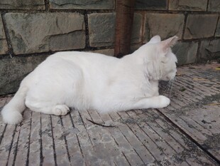 白色猫咪趴卧在石板上