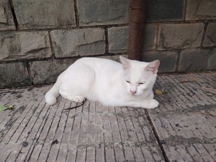 白色猫咪慵懒趴于地面